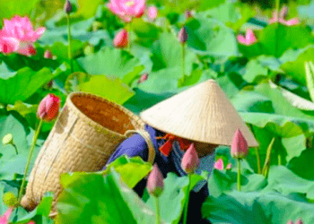 Canh tác nông nghiệp bền vững để “cứu” dòng sông Mekong