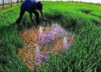 Đẩy mạnh phát triển mô hình kinh tế tuần hoàn trong nông nghiệp