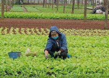 Thu hút doanh nghiệp đầu tư vào phát triển nông nghiệp