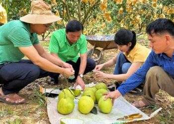 'Thủ phủ' bưởi Phúc Trạch nhộn nhịp vào vụ thu hoạch