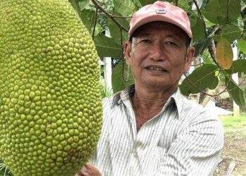 Từ chối hộ nghèo, lão nông miền Tây đổi đời nhờ trồng mít Thái, thanh nhãn