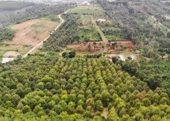 Diện tích sầu riêng tăng 3.560 ha, Đắk Nông cảnh báo rủi ro