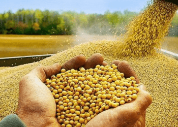 Doanh nghiệp chăn nuôi cần làm gì khi nguồn cung đậu tương từ Mỹ bị thu hẹp?