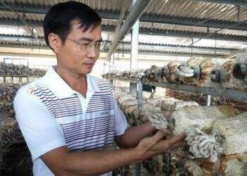 "Lấn sân" nông nghiệp, 'trùm' bất động sản tham vọng ngôi vị số một ngành nấm