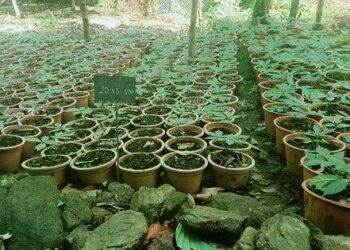 Lên đỉnh núi Ngọc Linh thăm 'Quốc bảo Việt Nam'