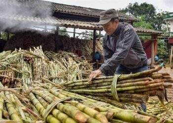 Lợi nhuận quý đầu niên độ mới tăng 47%, SLS thực hiện gần 90% kế hoạch
