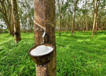 Vừa lãi trở lại trong quý 3, DRI bị phạt và truy thu thuế gần 3 tỷ đồng