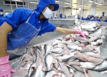 Xuất khẩu cá tra hồi phục mạnh, doanh nghiệp sẽ 'hốt bạc' vào cuối năm