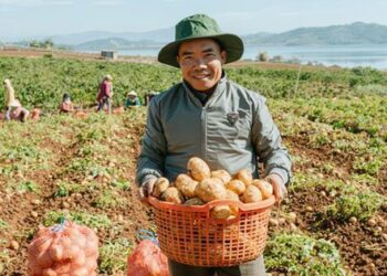 Nông dân cải thiện đời sống khi hợp tác trồng khoai tây cùng Orion