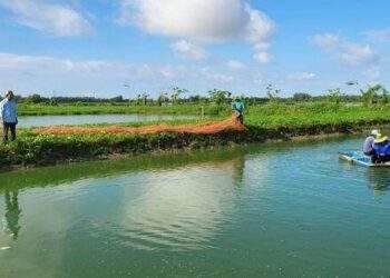 Tín dụng nông nghiệp góp phần phát triển kinh tế vùng Đồng bằng sông Cửu Long