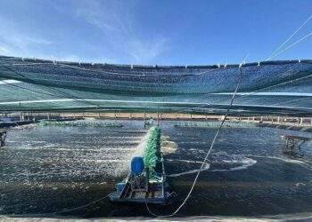 “Vua tôm giống” ghi nhận kết quả 9 tháng 2023 đi lùi