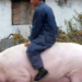 Xây ‘chung cư’ khổng lồ cho lợn, công nghệ giám sát như NASA, có con nặng 500kg to như gấu Bắc Cực