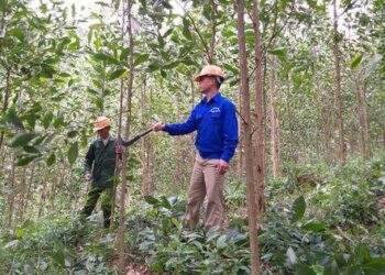 Mỗi năm trồng hàng trăm nghìn ha rừng, hết 'đói' nguyên liệu gỗ