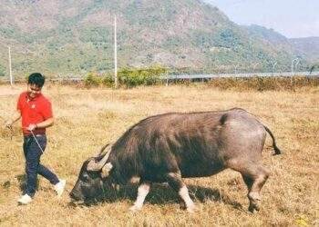 Xuất hiện "lão ngưu" độc lạ nhất Việt Nam tại Khu tham quan Điện mặt trời An Hảo