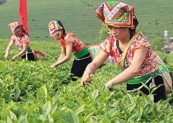 Đề xuất quy định về hỗ trợ đất đai đối với đồng bào dân tộc thiểu số