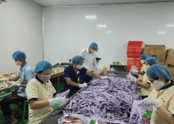 Doanh nghiệp lao đao với giá cà phê trong mơ