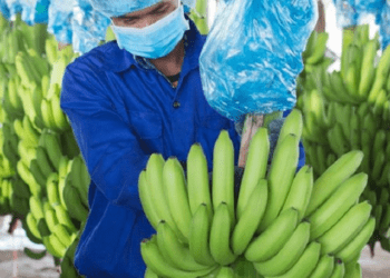 HAG thu 630 tỷ từ cây ăn trái trong 2 tháng đầu năm 