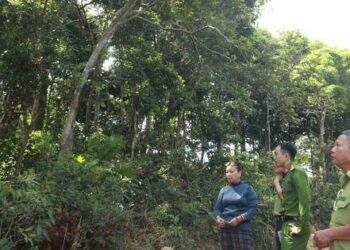 Nữ "thủ lĩnh" ngày đêm làm cho cánh rừng thêm xanh