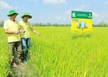 Phân bón Cà Mau là hàng Việt Nam chất lượng cao