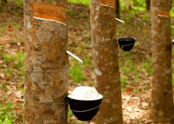 Bộ đôi cao su Cường Thịnh - An Thịnh chi ngàn tỷ mua trước hạn trái phiếu dù kinh doanh thua lỗ
