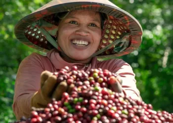 Giá cà phê trên đỉnh cao lịch sử, nông dân thu tiền tỷ, tậu ô tô