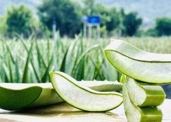 Nắng nóng, ‘vua’ nha đam thu lãi hơn 1 triệu USD