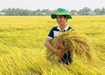 Sầu riêng, cà phê, gạo xuất khẩu thuận lợi giúp phân bón tiêu thụ tăng