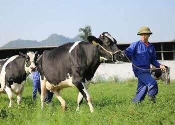 Công ty sữa lâu đời nhất Việt Nam sắp lên sàn chứng khoán