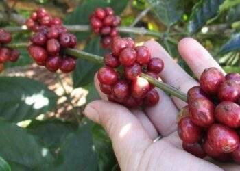 Giá cà phê trong nước tiếp tục giảm sốc