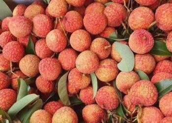 Giá dừa biến động như giá vàng, vải chín sớm giá cao vẫn hút khách