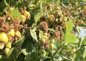 Hạt điều Việt thu 3,64 tỷ USD