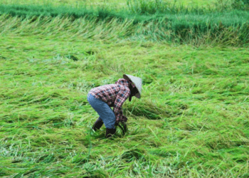 Mưa lớn, giông lốc tại miền Trung làm hàng nghìn ha lúa đổ rạp