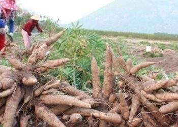 Ngành thuế mạnh tay với doanh nghiệp núp bóng hộ kinh doanh để trốn thuế