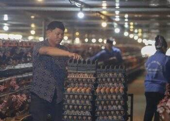 Suốt nửa năm người nuôi gia cầm gồng lỗ nặng