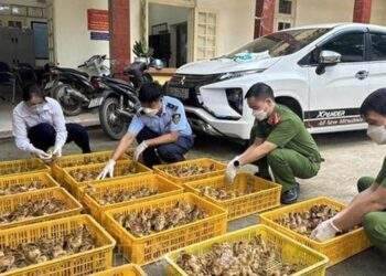 Xử lý triệt để nạn buôn bán gia súc, gia cầm để bảo vệ người nông dân và doanh nghiệp chăn nuôi
