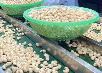 Điều thô tăng giá 50%, doanh nghiệp điều đau đầu vì bị xù hợp đồng