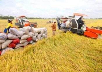 Kim ngạch xuất khẩu gạo 5 tháng tăng 38%, đạt 2,7 tỷ USD