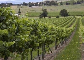 Quan hệ tan băng, thương mại Trung Quốc - Australia bật tăng mạnh