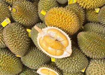 Sự thực về sầu Thái tí hon gây 'sốt' trên chợ mạng, tôm hùm bông giá siêu rẻ