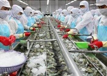 Thủy sản Minh Phú dự trình kế hoạch lãi hơn 1.260 tỷ đồng trong năm 2024