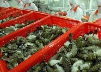 Vượt Hoa Kỳ, Trung Quốc trở thành thị trường tiêu thụ tôm lớn nhất của Việt Nam