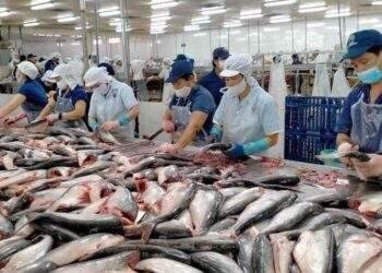 Xuất khẩu cá tra đã tăng trưởng dương, dự báo giá xuất khẩu sẽ tăng 10% trong nửa cuối năm