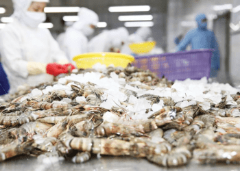 Xuất khẩu tôm khó đạt mục tiêu 10 tỷ USD