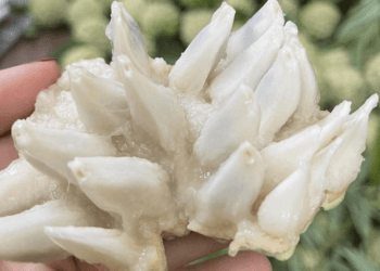 Đắt hơn sầu riêng, loại quả ‘mở mắt’ đưa về phố bán 250 nghìn/kg