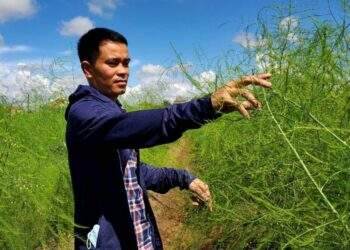 Đầu tư trồng măng tây, thu lãi tiền triệu mỗi ngày