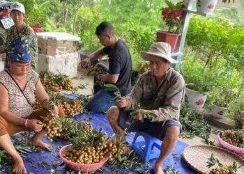 Giá nhãn Sơn La tăng kỷ lục lên hơn 50 ngàn đồng một kg