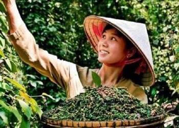 Hoa Kỳ là thị trường xuất khẩu hồ tiêu lớn nhất của Việt Nam