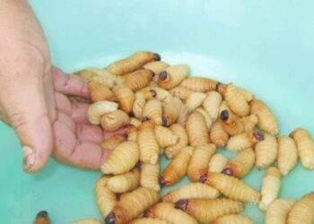 Loại côn trùng gây hại cho dừa vẫn được bán công khai dù bị cấm