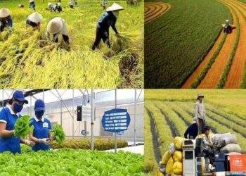 Nông nghiệp xanh là hướng đi tất yếu cho tương lai của Ninh Thuận