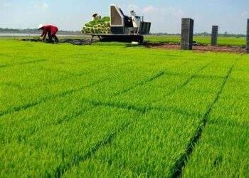 Sản xuất nông nghiệp tháng 7/2024: Thủy sản nuôi trồng tăng khá, gieo cấy lúa nỗ lực sau mưa lũ